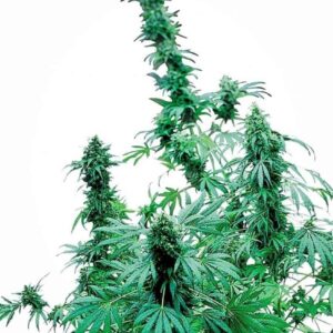 Early Skunk