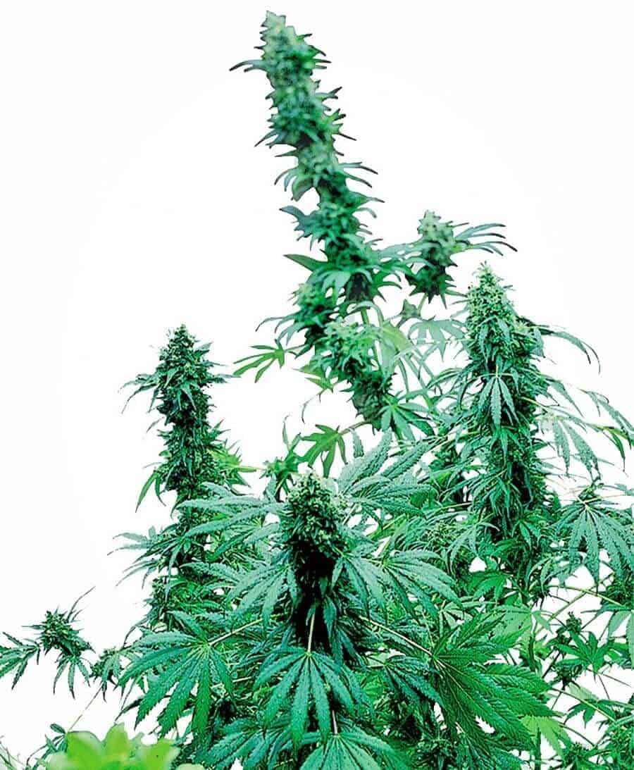 Early Skunk