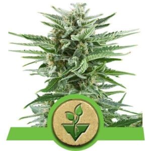 Easy Bud Auto