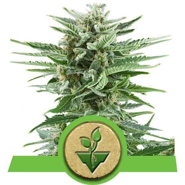 Easy Bud Auto