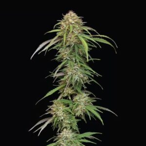 Ed Rosenthal’s Super High Life