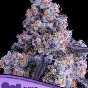Epic Buzz Auto
