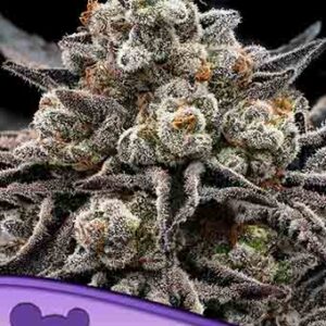 Epic Buzz von Anesia Seeds