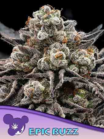 Epic Buzz od Anesia Seeds