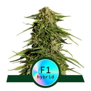 Epsilon F1 Auto