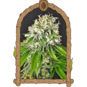 exotic-runtz Exotic Runtz