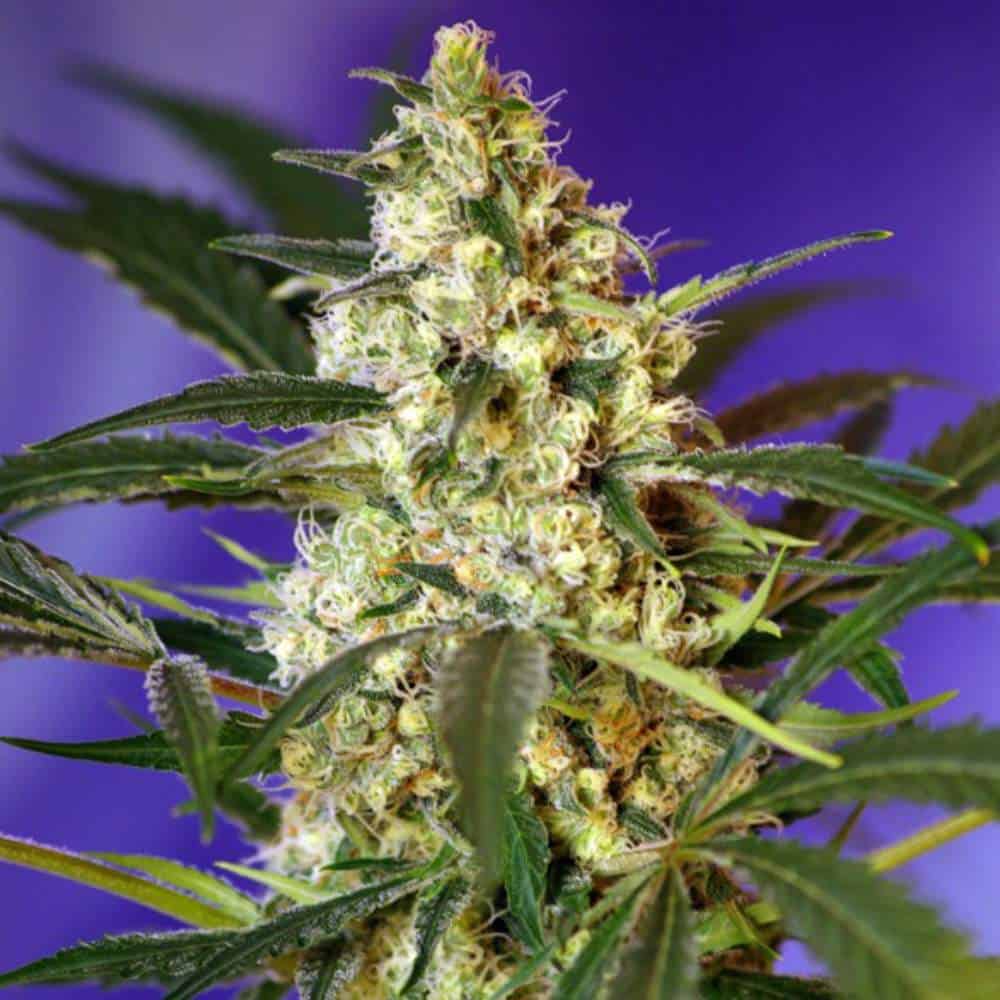 Fast Bud #2 Auto