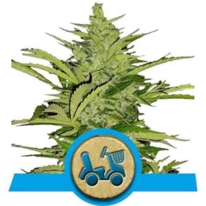 Fast Eddy CBD Auto