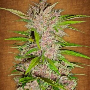 Fastberry Auto