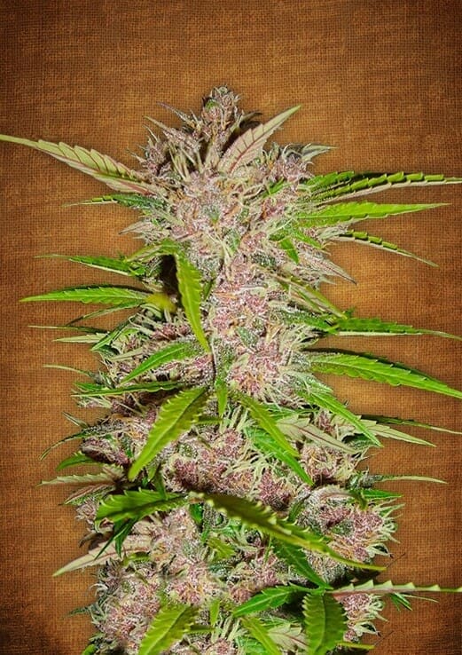 Fastberry Auto