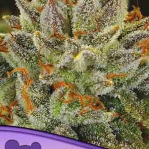 Fat Monkey Auto