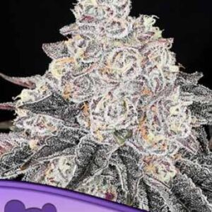 Frozen Black Cherry