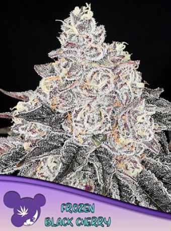 Frozen Black Cherry