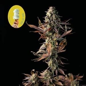 gelat-og Gelat.OG