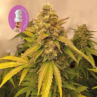 Gelat.OG Auto