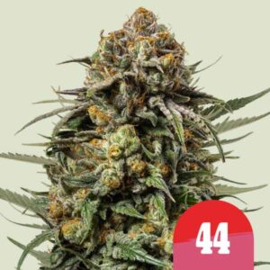 gelato-44 Gelato 44