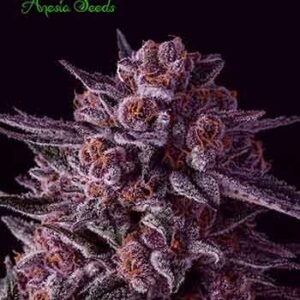 Gelato Dream