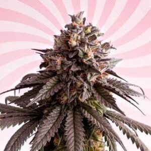gelato-k Gelato-K