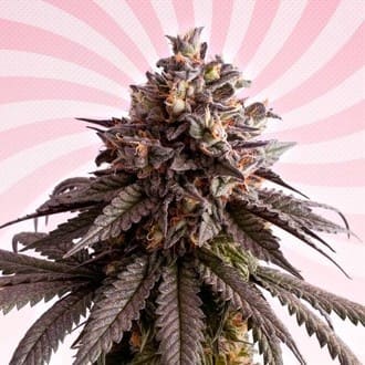 Gelato-K