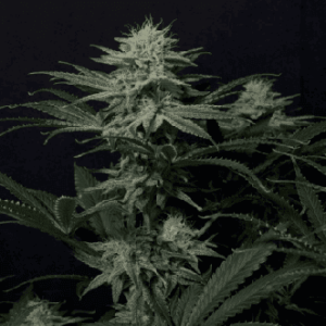 GG4 Sherbert FF