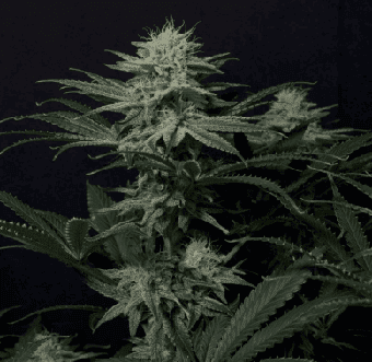 GG4 Sherbert FF