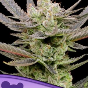 Glowberry Rush Auto