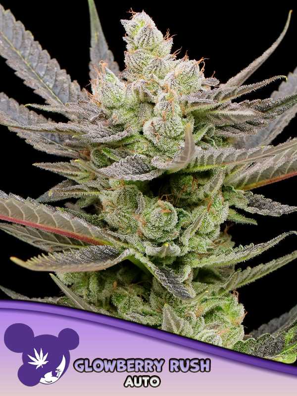 Glowberry Rush Auto