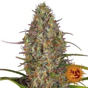Glue Gelato Auto