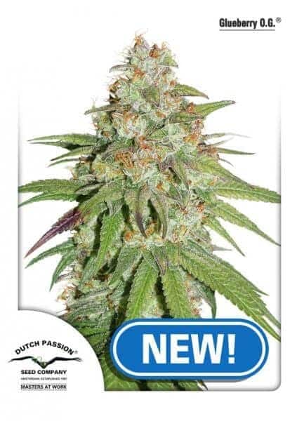 Glueberry O.G.