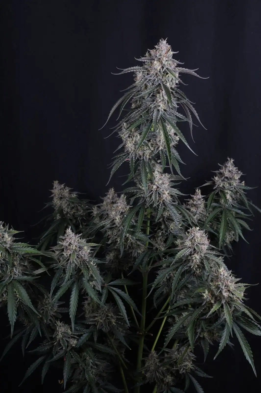 GMO Auto