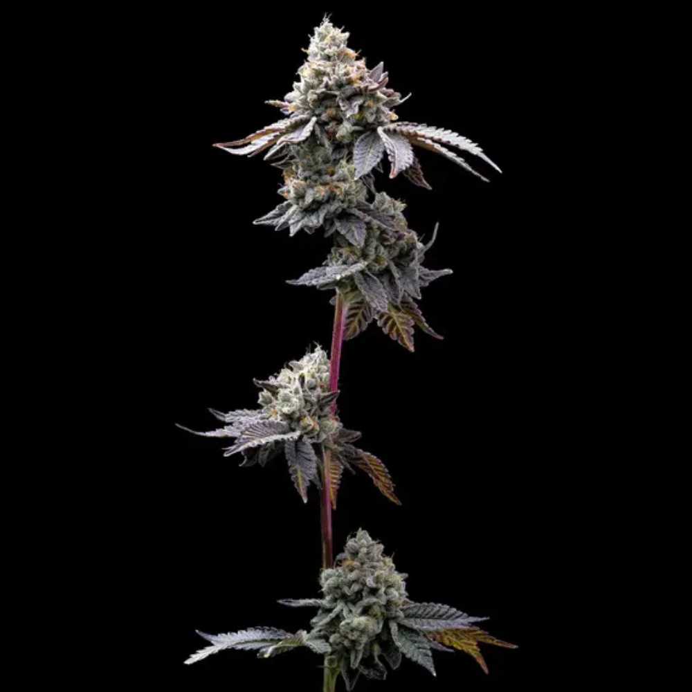 GMO Cookies Barney’s Farm