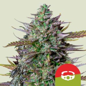 GOAT’lato Auto
