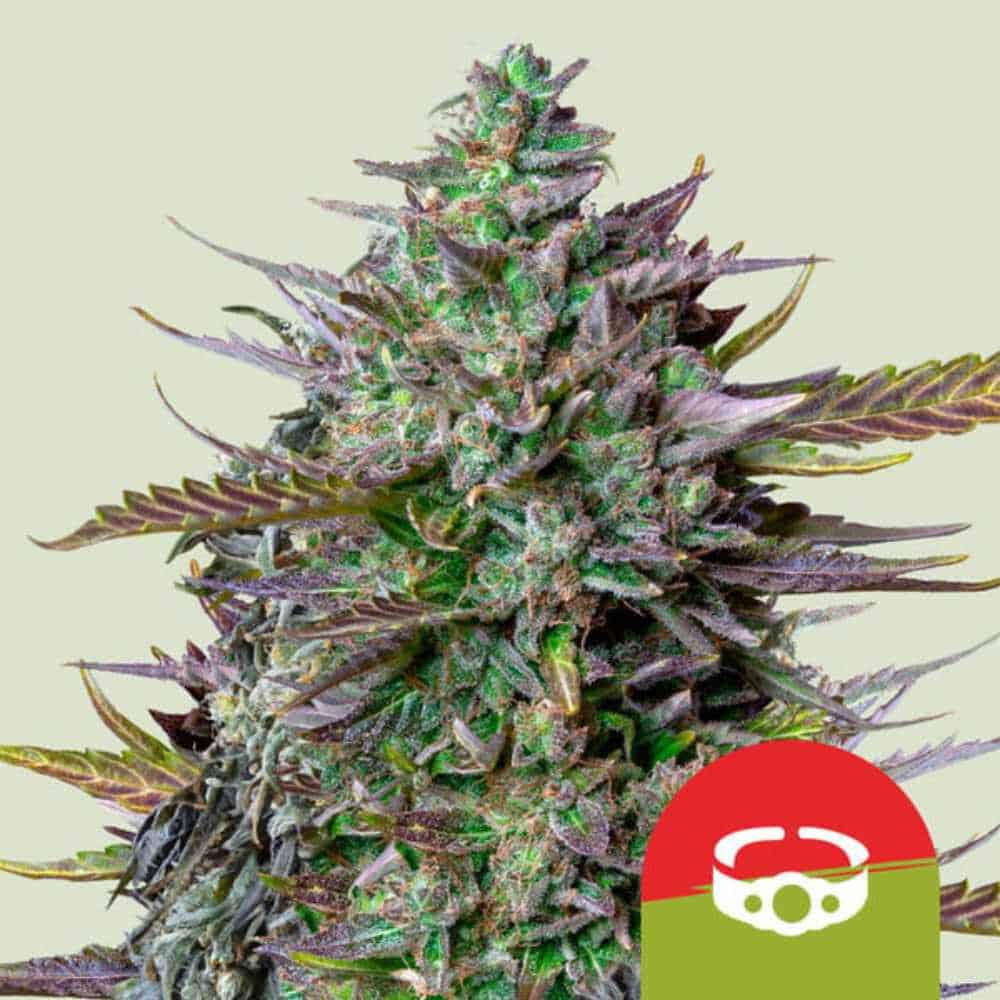 GOAT’lato Auto