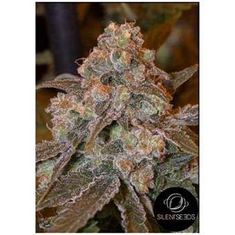 Gorilla Frost