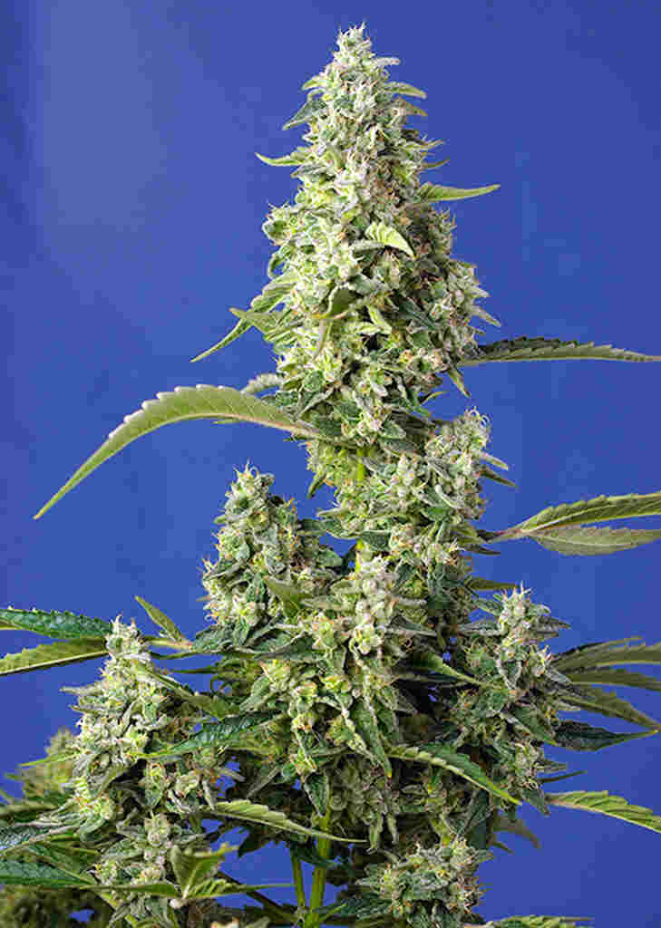 Gorilla Girl XL Auto