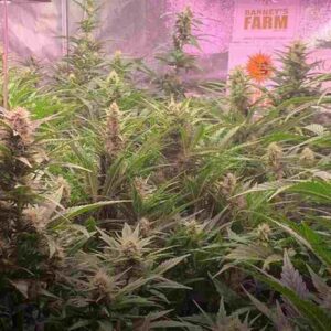 Gorilla Glue Auto Barney’s Farm