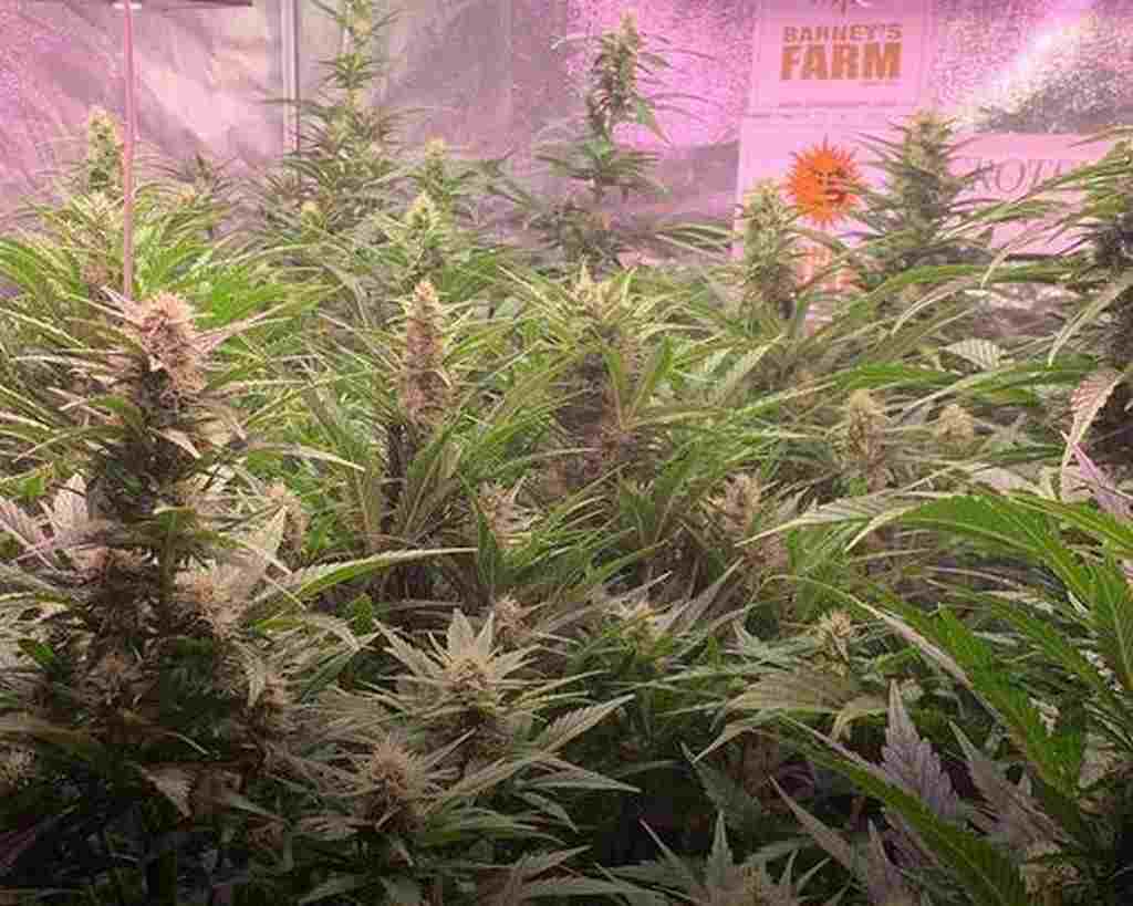 Gorilla Glue Auto Barney’s Farm