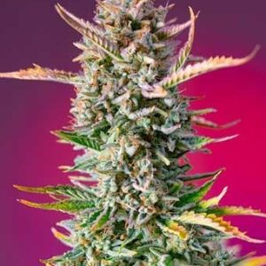 Gorilla Sherbet F1 Fast Version
