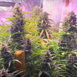 gorilla-zkittlez-auto-barney-s-farm Gorilla Zkittlez Auto Barney’s Farm