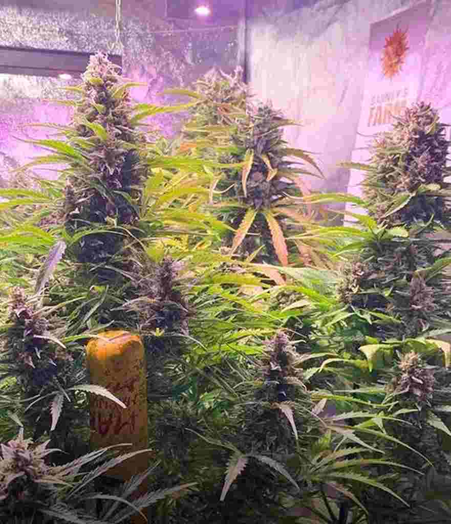 Gorilla Zkittlez Auto Barney’s Farm