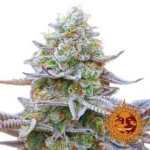 gorilla-zkittlez-barney-s-farm Gorilla Zkittlez Barney’s Farm