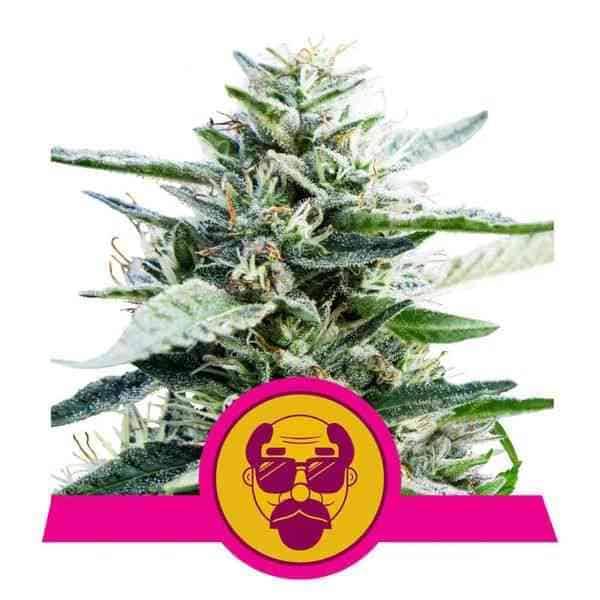 Granddaddy Purple