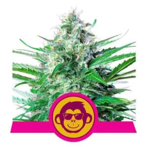 Grape Ape
