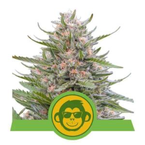 Grape Ape Auto