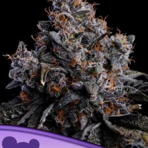 Grape Pop Rocks Auto