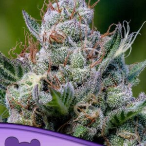Green Apple Juice Auto