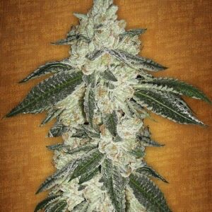 Green Crack Auto