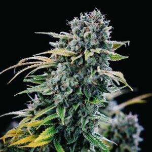 green-crack-seedsman Green Crack Seedsman