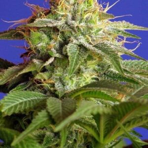 Green Poison
