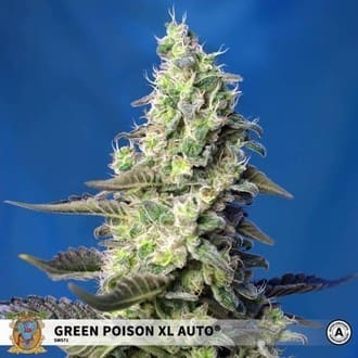 Green Poison XL Auto